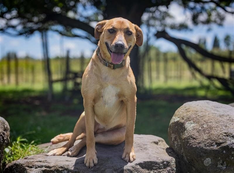 ADOPTED **Missy** Diego's Rescue Carousel 1