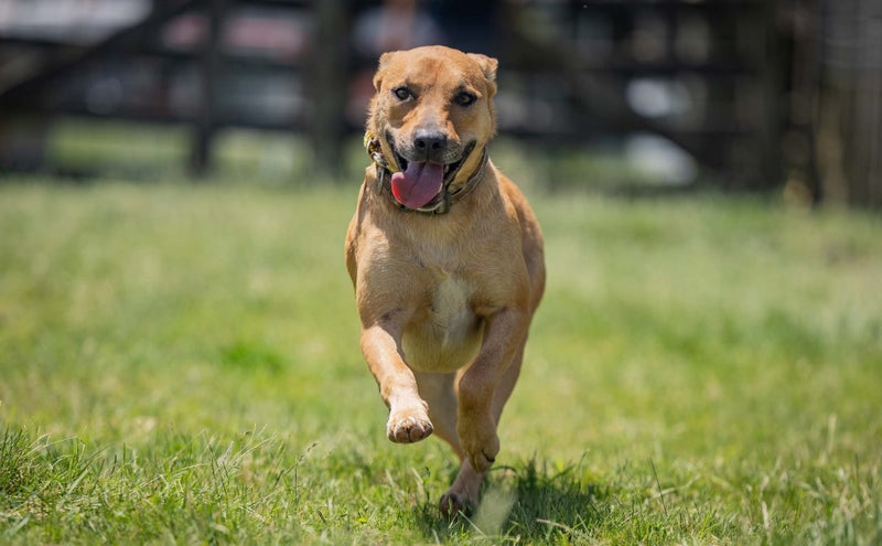 ADOPTED **Missy** Diego's Rescue Carousel 2