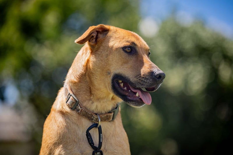 ADOPTED **Missy** Diego's Rescue Carousel 4