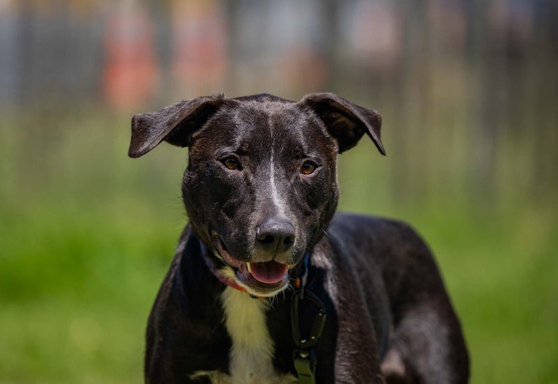 ADOPTED **Carlos** Diego's Rescue Carousel 2