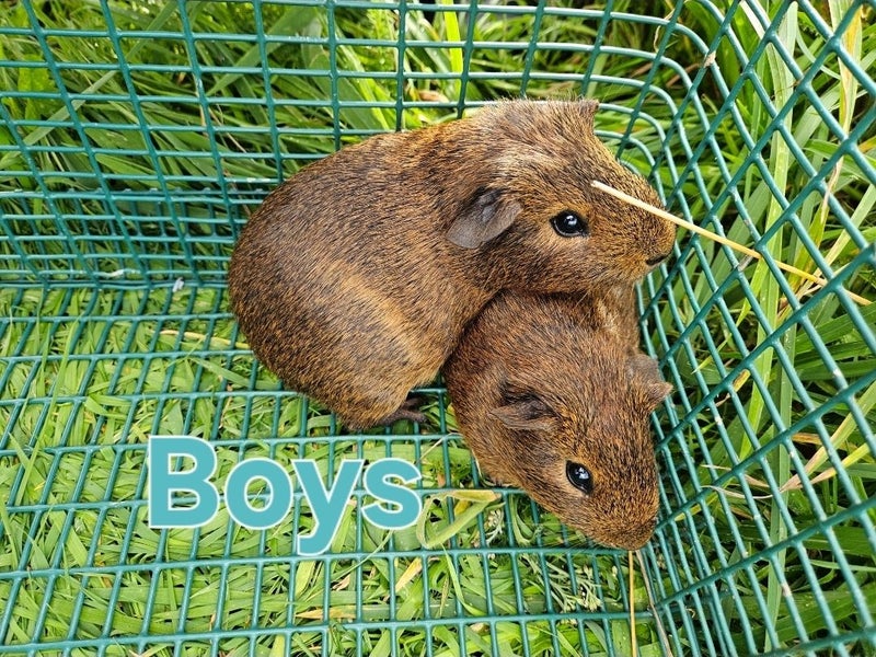 Young Guinea pigs available Carousel 2