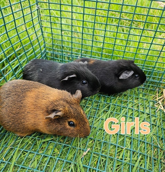 Young Guinea pigs available Carousel 1