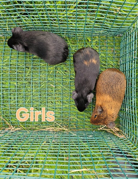 Young Guinea pigs available Carousel 6
