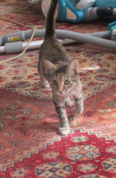 HUMANE SOCIETY RESCUE KITTENS Carousel 2