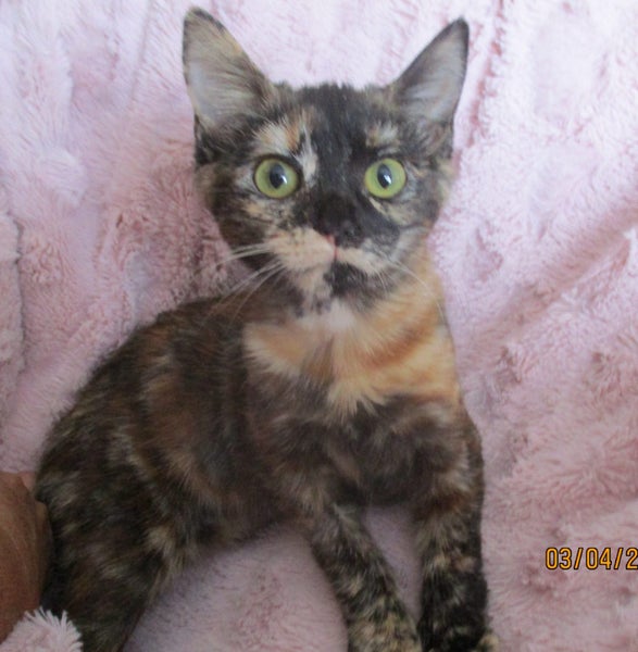 HUMANE SOCIETY RESCUE KITTENS Carousel 1
