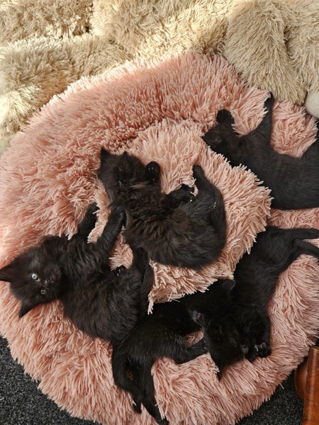 Adorable Kittens Looking for Their Forever Homes Carousel 1