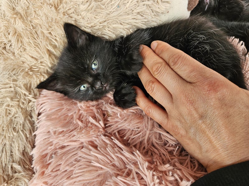 Adorable Kittens Looking for Their Forever Homes Carousel 2