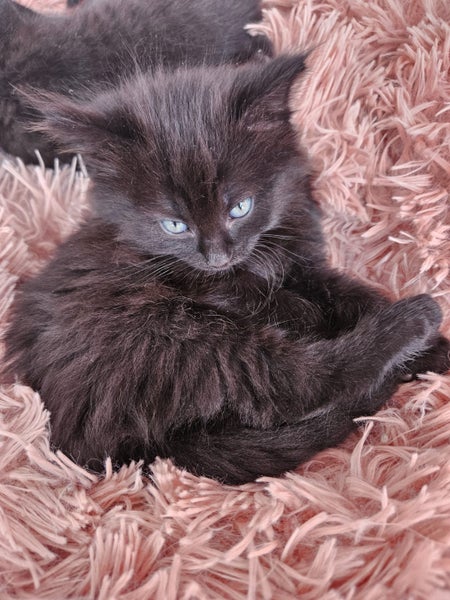 Adorable Kittens Looking for Their Forever Homes Carousel 19