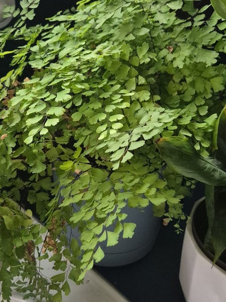 Maiden hair ferns in 20cm plastic decor pots Carousel 1