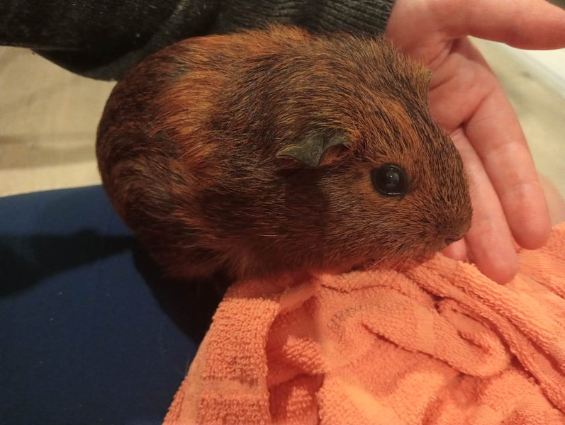 Baby guinea pigs Carousel 1
