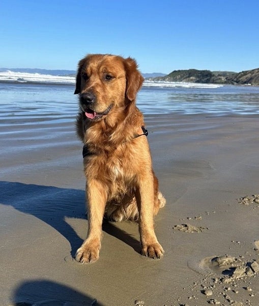 Purebred Red Golden Retriever Stud. Carousel 2