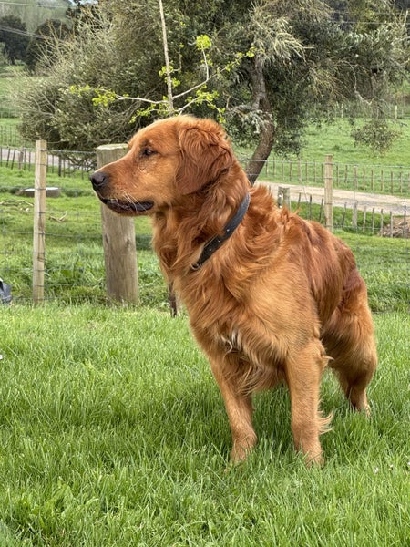 Purebred Red Golden Retriever Stud. Carousel 5