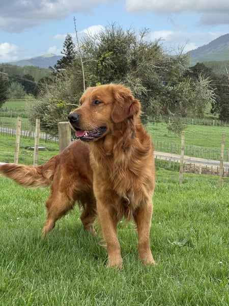 Purebred Red Golden Retriever Stud. Carousel 1