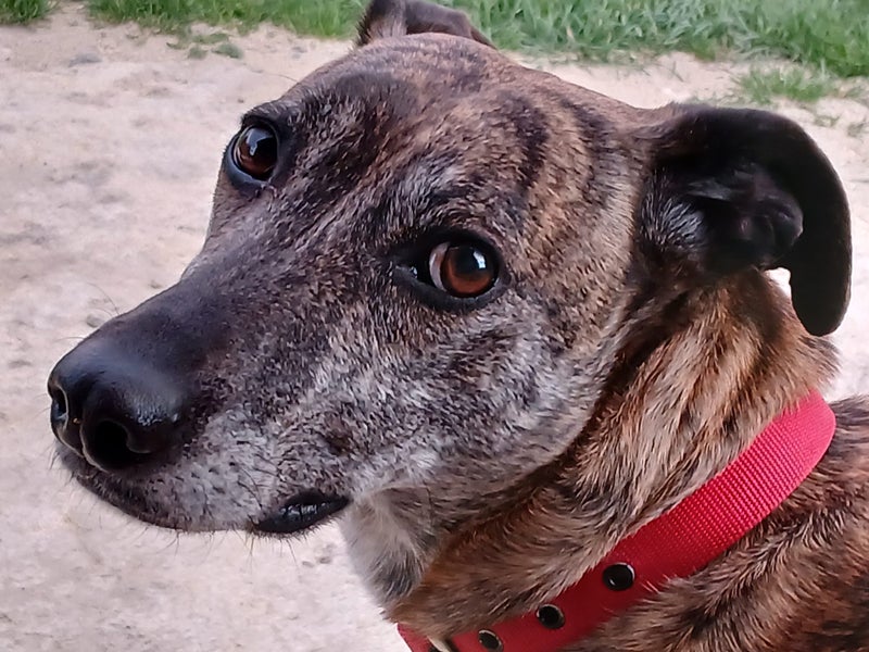 Ray – sweet natured whippet cross, private rehome Carousel 2