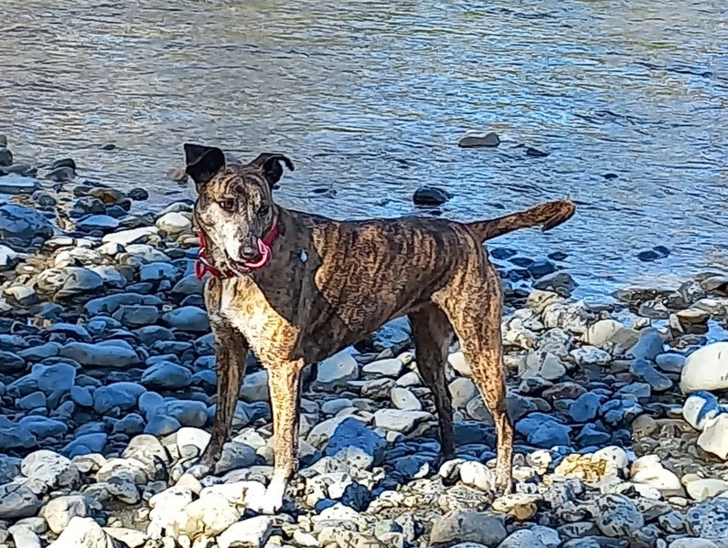 Ray – sweet natured whippet cross, private rehome Carousel 9