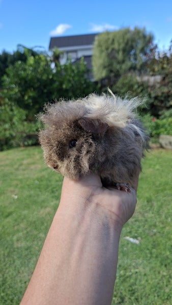 Baby guinea pig Carousel 1