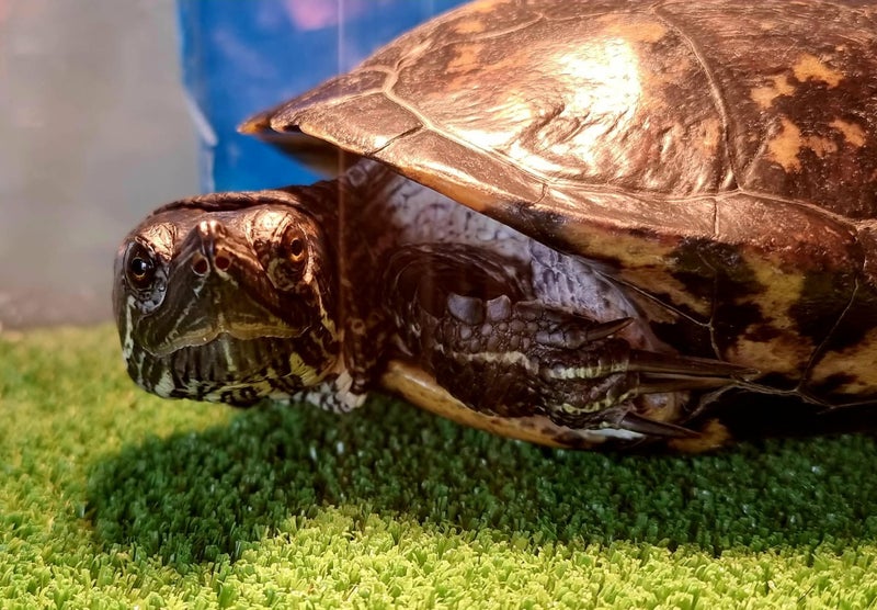 COMPLETE TURTLE SET UP + BFF Carousel 1