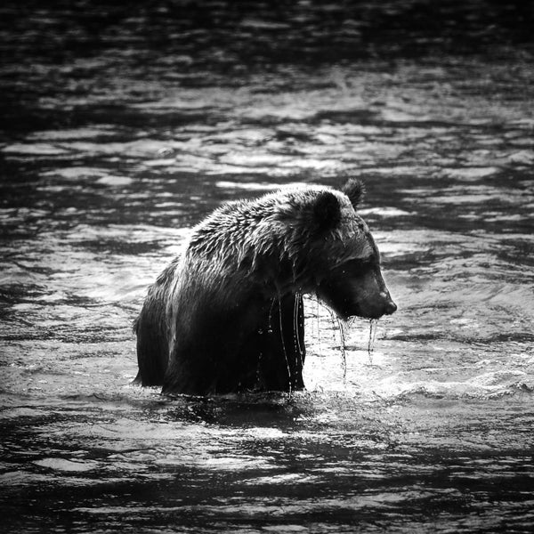 Canon EOS 70D + Extras! Great enthusiasts photography kit! Carousel 11