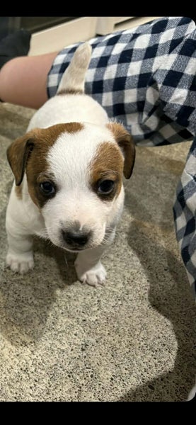 Jack Russell Pup Carousel 1