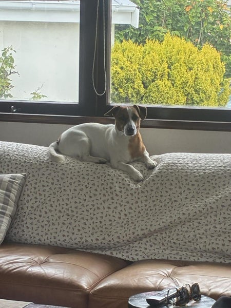 Jack Russell Pup Carousel 2