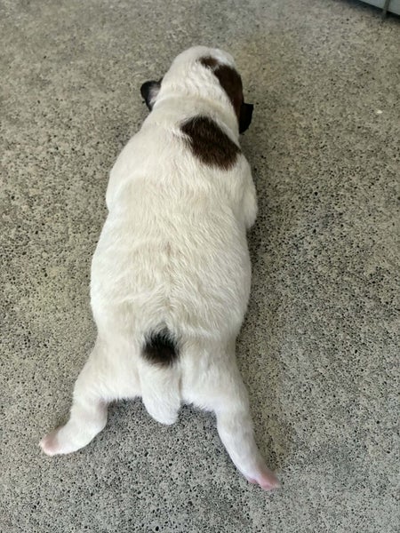 Jack Russell Pup Carousel 8