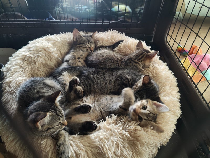 "9 Tabbies" - Spot Rescue Carousel 5