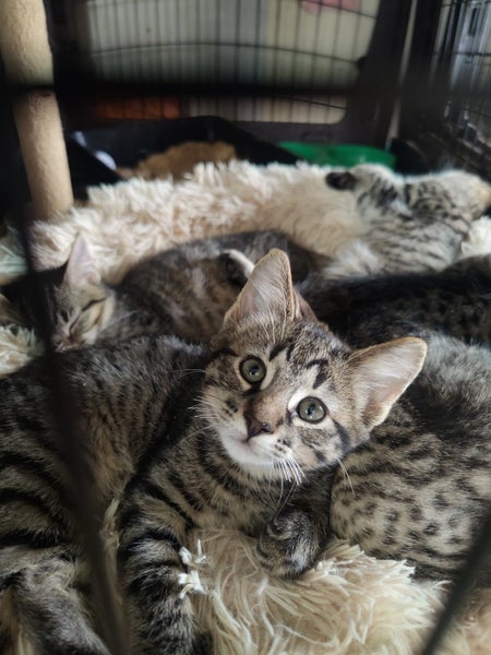 "9 Tabbies" - Spot Rescue Carousel 1