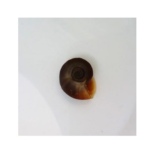 Ramshorn Snail tropical freshwater snail [80 available] Carousel 2