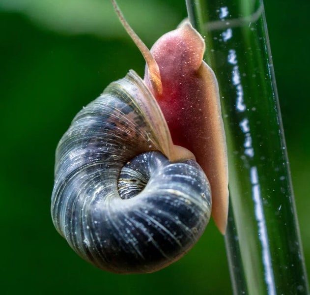Ramshorn Snail tropical freshwater snail [80 available] Carousel 4
