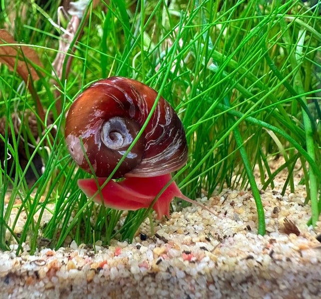 RED Ramshorn Snail tropical freshwater snail Carousel 2