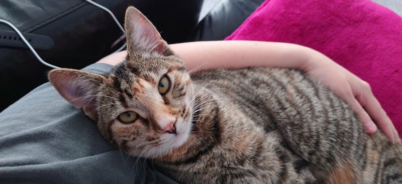 Female kitten Carousel 1