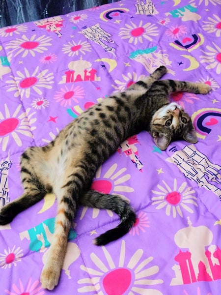 Female kitten Carousel 2