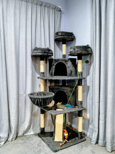 Female kitten Carousel 4