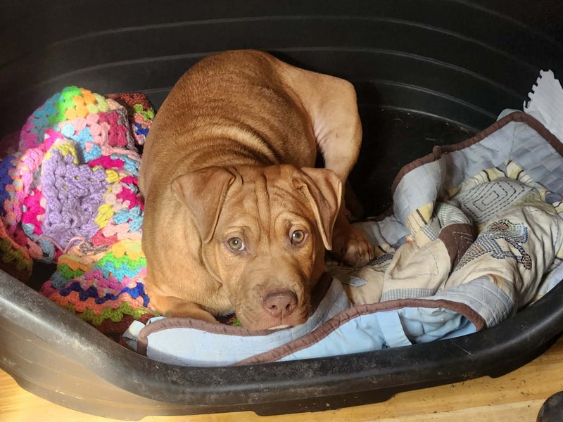 Jude (Ellie's Canine Rescue & Rehome) Carousel 1