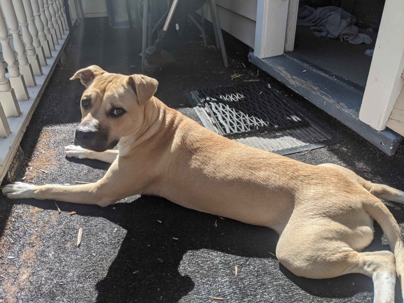 Tobi (Ellie's Canine Rescue & Rehome) Carousel 1