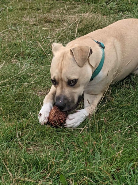 Tobi (Ellie's Canine Rescue & Rehome) Carousel 2