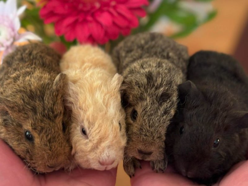 Guinea Pigs for sale Carousel 2