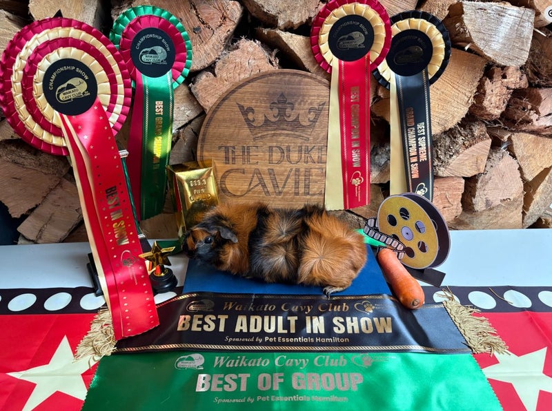 Guinea Pigs for sale Carousel 1