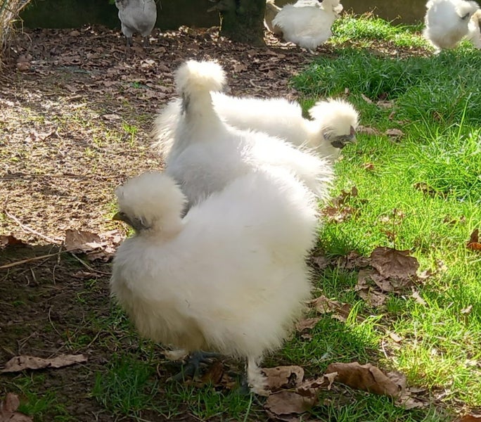 White Chinese Silkie Pair Carousel 2