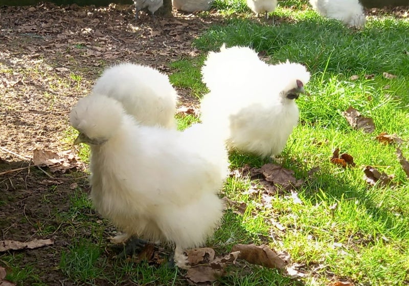 White Chinese Silkie Pair Carousel 1