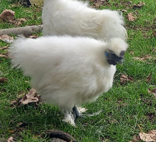 White Chinese Silkie Pair Carousel 10