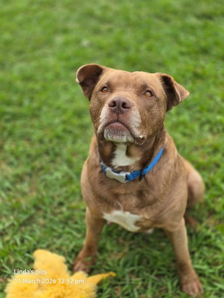 **Kai** Waipa Animal Control Carousel 4