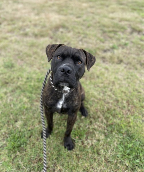 **Tommy** Waipa Animal Control Carousel 2