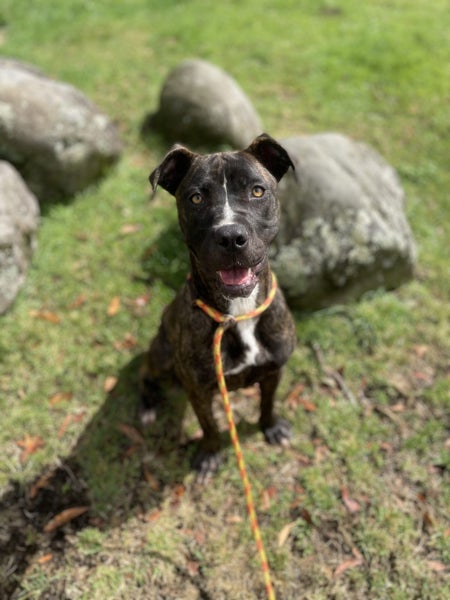 **River** Waipa Animal Control Carousel 1