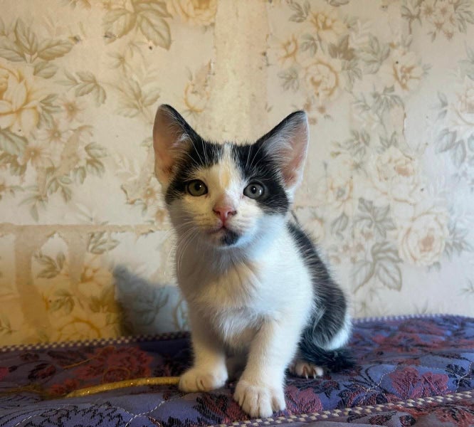 rescue kitten Reuben (fostered in Pakuranga) Carousel 1