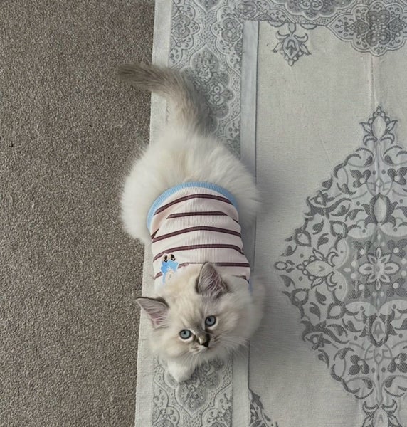 Ragdoll Kitten Carousel 1