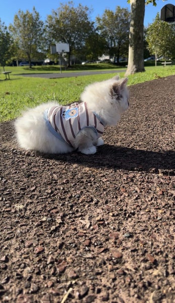 Ragdoll Kitten Carousel 2