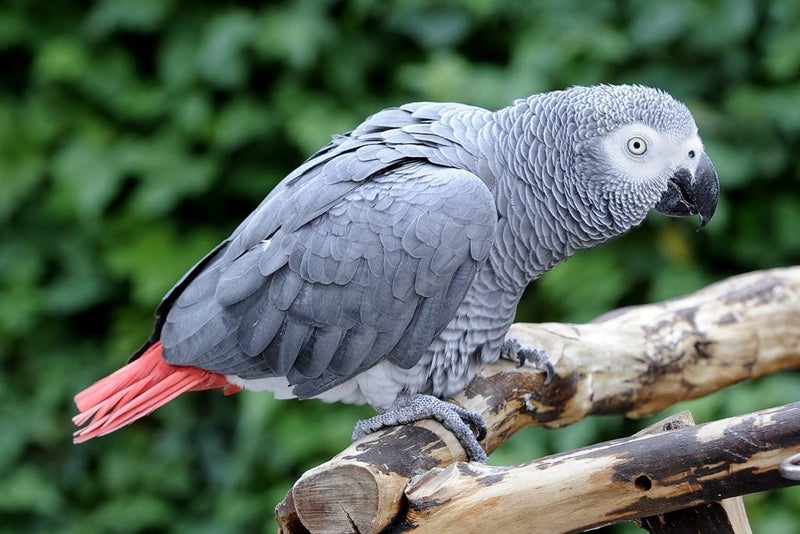 Missing African Grey Parrot Carousel 1