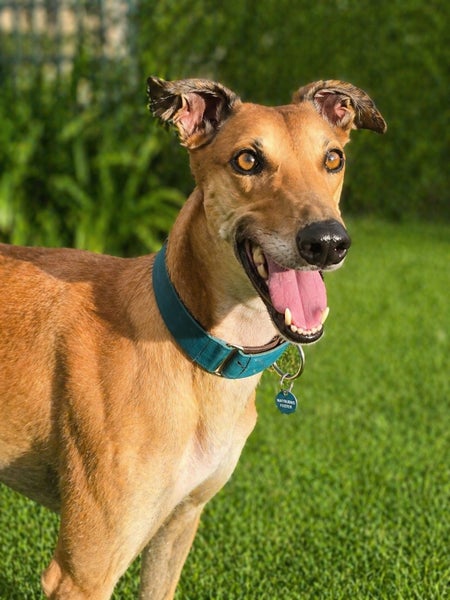 Lilly - Stunning 6 year Old Greyhound Carousel 1