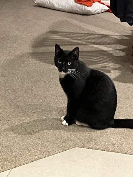 Lost Black and White Cat from Athens Road, Onehunga, Auckland Carousel 1